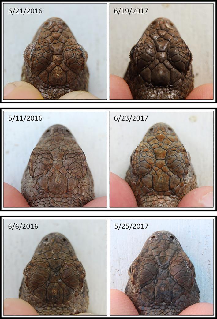 https://cdn.ncbi.nlm.nih.gov/pmc/blobs/0530/7771144/6d1d1228e5a4/ECE3-10-14309-g002.jpg