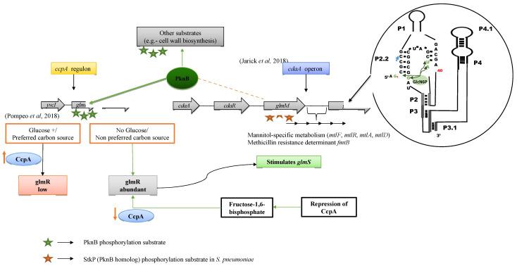 https://cdn.ncbi.nlm.nih.gov/pmc/blobs/0530/8537086/9dd9d5648131/microorganisms-09-02148-g005.jpg