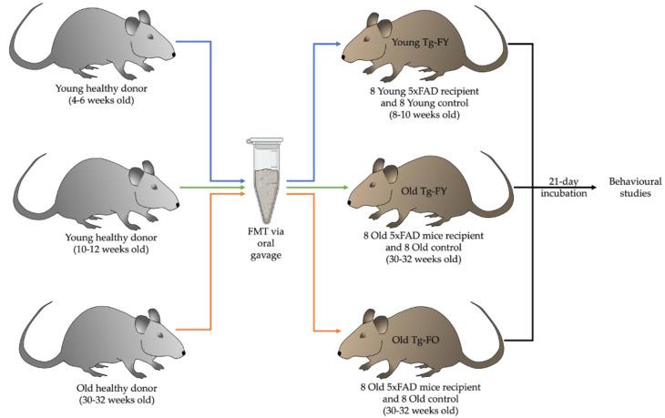 https://cdn.ncbi.nlm.nih.gov/pmc/blobs/0530/9818266/d0b3aba214b4/cells-12-00119-g001.jpg