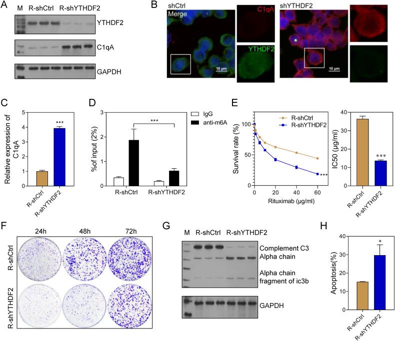 https://cdn.ncbi.nlm.nih.gov/pmc/blobs/0533/10618261/39413bc36204/41420_2023_1698_Fig8_HTML.jpg
