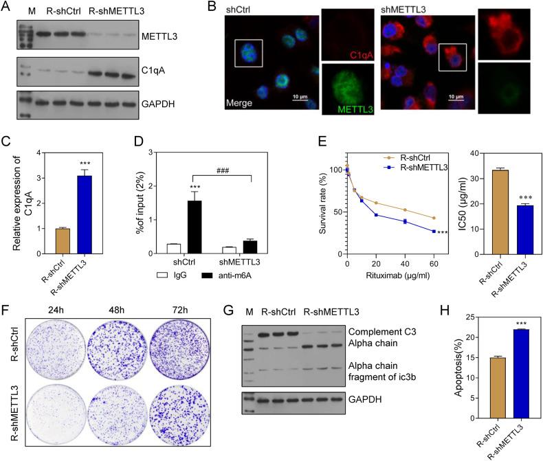 https://cdn.ncbi.nlm.nih.gov/pmc/blobs/0533/10618261/be7364bae1a8/41420_2023_1698_Fig6_HTML.jpg