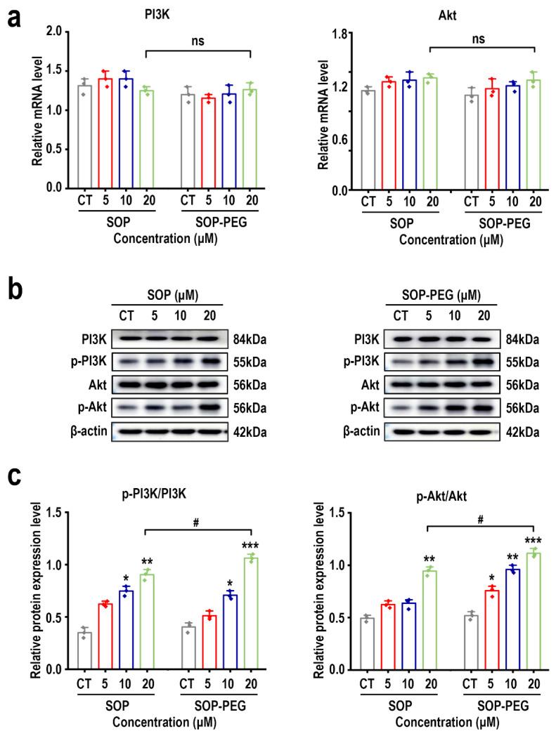 https://cdn.ncbi.nlm.nih.gov/pmc/blobs/0533/11899872/40ee1d2210db/ijms-26-01869-g007.jpg
