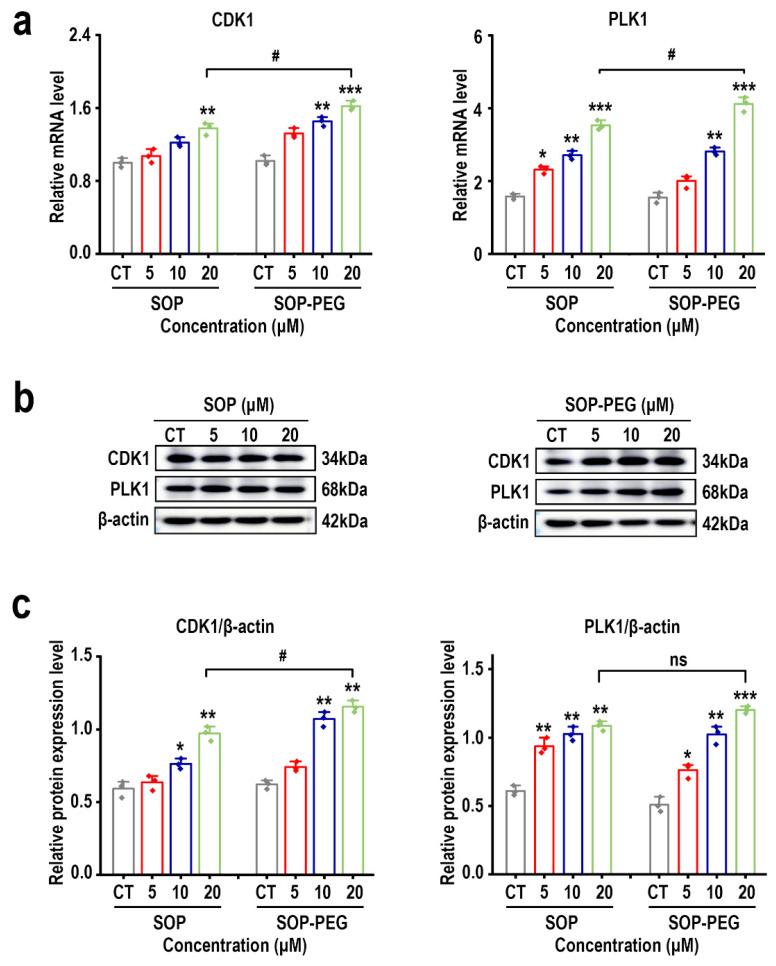 https://cdn.ncbi.nlm.nih.gov/pmc/blobs/0533/11899872/49047923e103/ijms-26-01869-g006.jpg