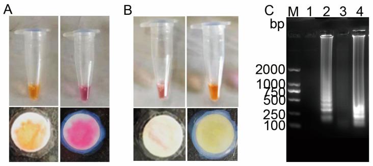 https://cdn.ncbi.nlm.nih.gov/pmc/blobs/0535/12115601/25618ae07d38/vetsci-12-00427-g006.jpg