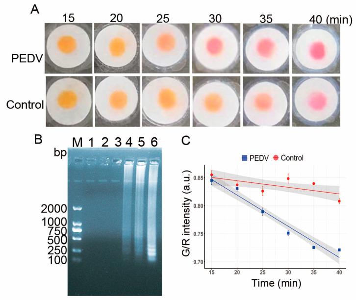 https://cdn.ncbi.nlm.nih.gov/pmc/blobs/0535/12115601/52173206a9e7/vetsci-12-00427-g008.jpg