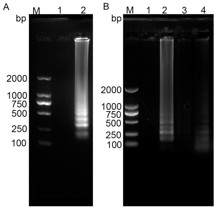 https://cdn.ncbi.nlm.nih.gov/pmc/blobs/0535/12115601/bb82a8351109/vetsci-12-00427-g003.jpg