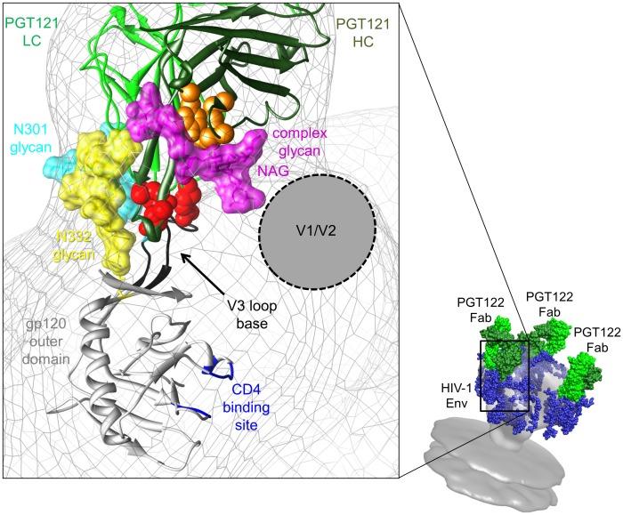 https://cdn.ncbi.nlm.nih.gov/pmc/blobs/0535/3642082/8e63c9606253/ppat.1003342.g005.jpg