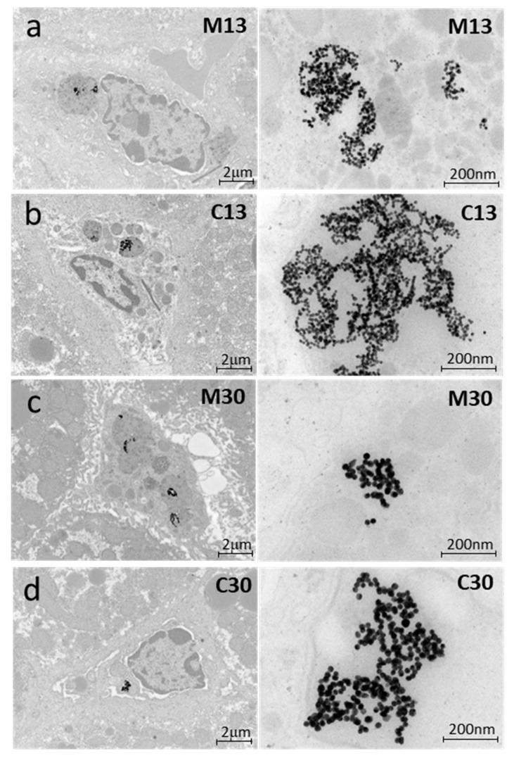 https://cdn.ncbi.nlm.nih.gov/pmc/blobs/053c/7662512/722e04c2cef9/ijms-21-08158-g005.jpg