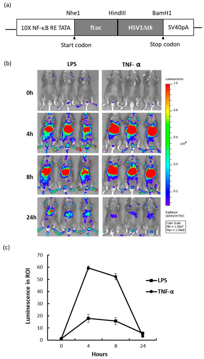 https://cdn.ncbi.nlm.nih.gov/pmc/blobs/053c/7662512/a06a835ddebf/ijms-21-08158-g001.jpg