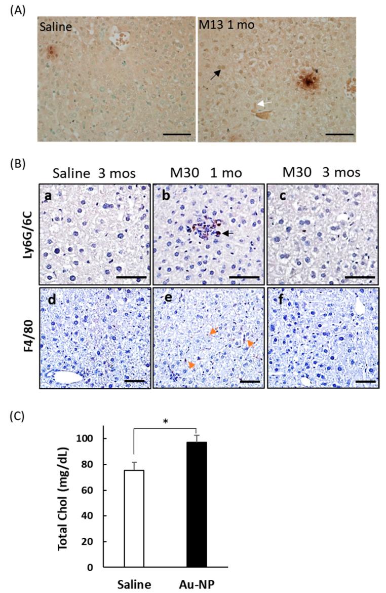 https://cdn.ncbi.nlm.nih.gov/pmc/blobs/053c/7662512/e779fb3fb0c6/ijms-21-08158-g004.jpg