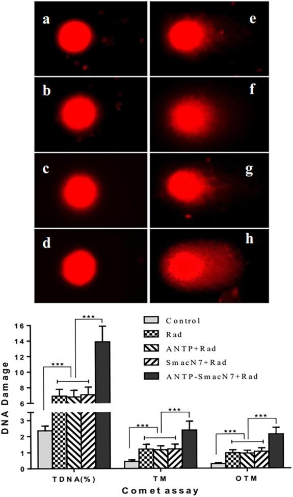 https://cdn.ncbi.nlm.nih.gov/pmc/blobs/0541/7180582/95eab91f8523/TCA-11-1271-g004.jpg