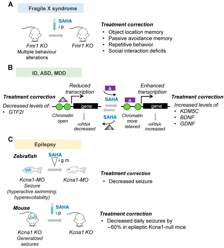 https://cdn.ncbi.nlm.nih.gov/pmc/blobs/0544/10526795/328ab4bda7c7/biomolecules-13-01301-g005.jpg