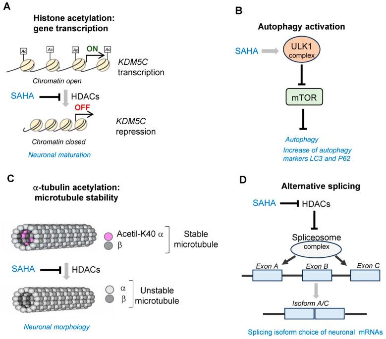 https://cdn.ncbi.nlm.nih.gov/pmc/blobs/0544/10526795/9d5f2b895ccb/biomolecules-13-01301-g003.jpg