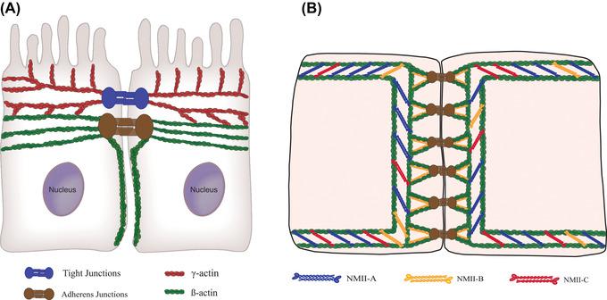 https://cdn.ncbi.nlm.nih.gov/pmc/blobs/0548/9796969/611f95694e26/NYAS-1515-61-g002.jpg
