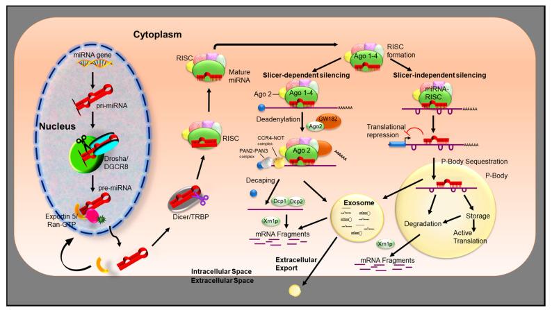 https://cdn.ncbi.nlm.nih.gov/pmc/blobs/054e/7564168/5d3172ac3458/cancers-12-02534-g001.jpg