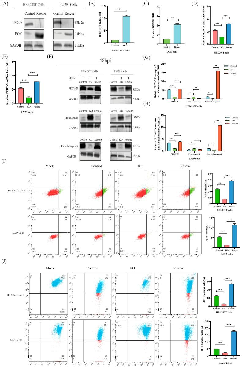 https://cdn.ncbi.nlm.nih.gov/pmc/blobs/0551/10969977/3932a5f89d4f/ijms-25-03096-g008.jpg