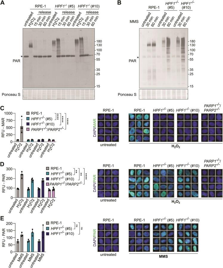 https://cdn.ncbi.nlm.nih.gov/pmc/blobs/0555/11472159/a64a00c15fbe/gkae708fig4.jpg