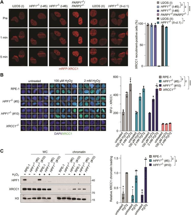 https://cdn.ncbi.nlm.nih.gov/pmc/blobs/0555/11472159/d102b7270ec5/gkae708fig5.jpg