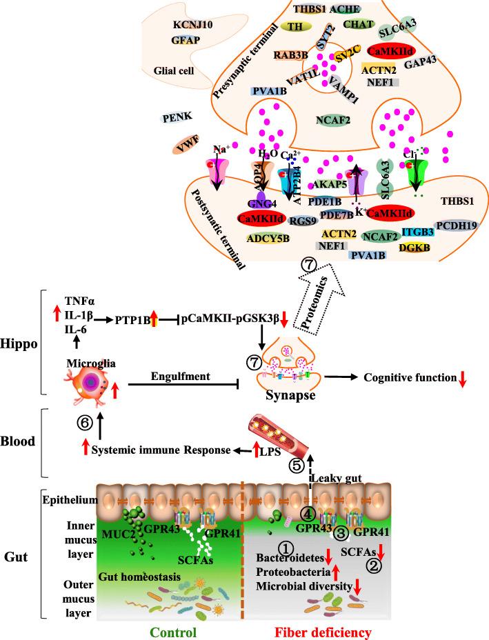 https://cdn.ncbi.nlm.nih.gov/pmc/blobs/0555/8582174/fe870404177f/40168_2021_1172_Fig7_HTML.jpg