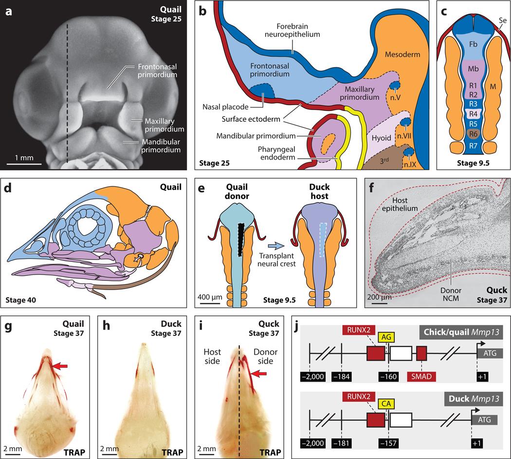 https://cdn.ncbi.nlm.nih.gov/pmc/blobs/0556/11777486/8e293c398149/nihms-2030409-f0002.jpg