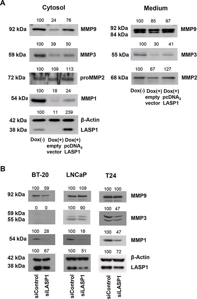 https://cdn.ncbi.nlm.nih.gov/pmc/blobs/0559/5325439/56276db545ef/oncotarget-07-64244-g004.jpg