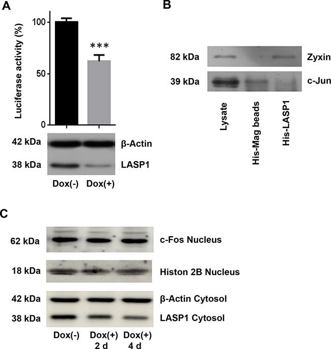https://cdn.ncbi.nlm.nih.gov/pmc/blobs/0559/5325439/99b4a5bf3733/oncotarget-07-64244-g006.jpg