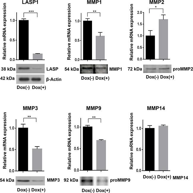 https://cdn.ncbi.nlm.nih.gov/pmc/blobs/0559/5325439/e61c7b900df1/oncotarget-07-64244-g002.jpg