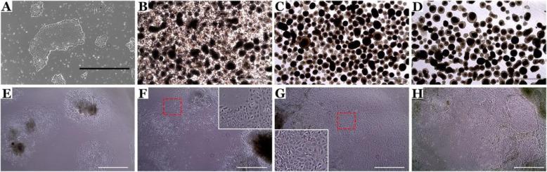 https://cdn.ncbi.nlm.nih.gov/pmc/blobs/0559/7510078/22aba6c61fa8/13287_2020_1903_Fig2_HTML.jpg