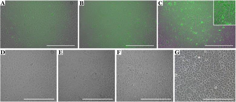 https://cdn.ncbi.nlm.nih.gov/pmc/blobs/0559/7510078/3101d19e3717/13287_2020_1903_Fig3_HTML.jpg
