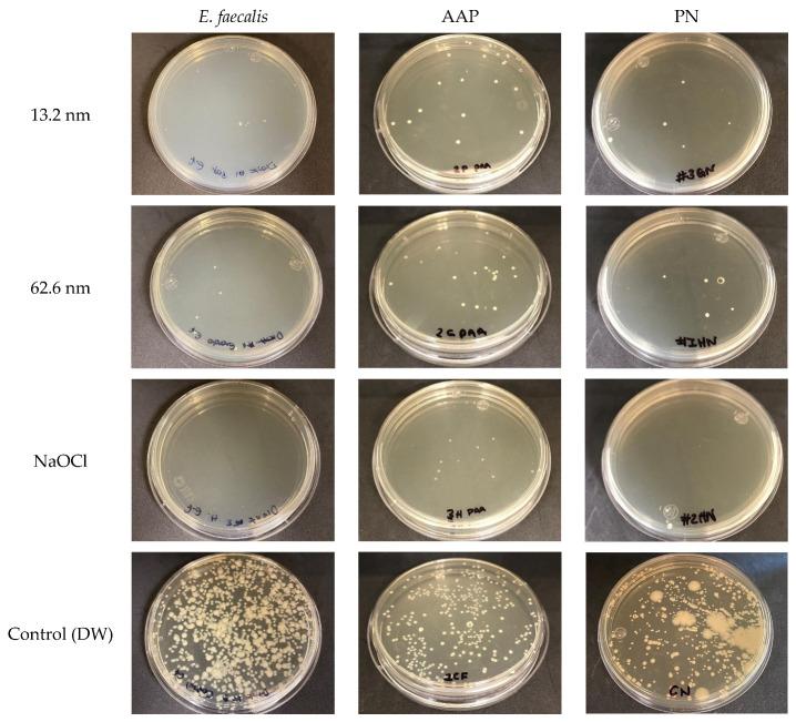 https://cdn.ncbi.nlm.nih.gov/pmc/blobs/055a/12298119/5c140efda1f5/pharmaceutics-17-00831-g006.jpg