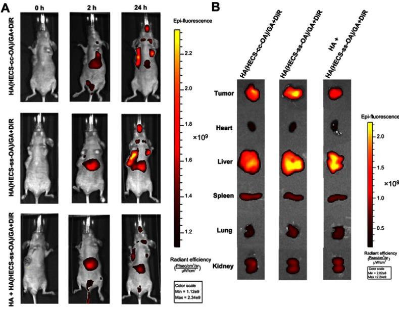 https://cdn.ncbi.nlm.nih.gov/pmc/blobs/055e/6603291/8a6a2a43dfb7/IJN-14-4649-g0008.jpg