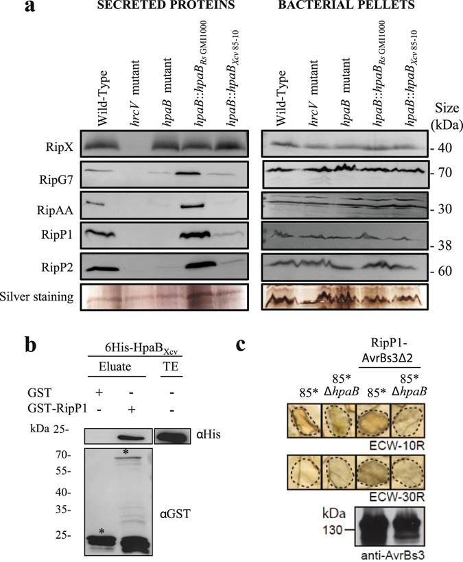 https://cdn.ncbi.nlm.nih.gov/pmc/blobs/055f/5501821/6ac5623bae8e/41598_2017_4853_Fig6_HTML.jpg