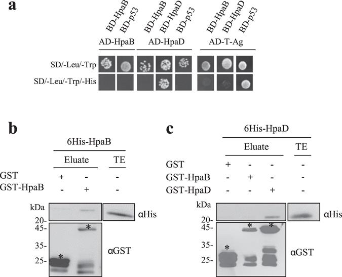 https://cdn.ncbi.nlm.nih.gov/pmc/blobs/055f/5501821/7e13664a260b/41598_2017_4853_Fig2_HTML.jpg