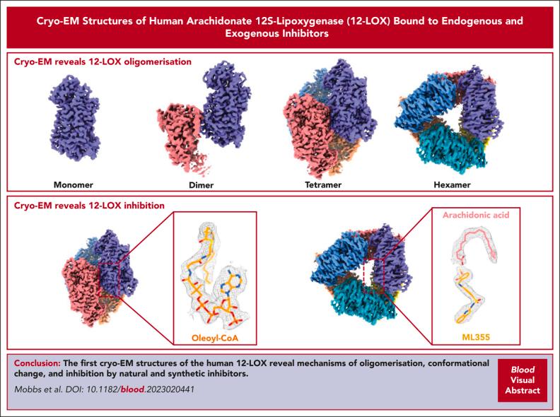 https://cdn.ncbi.nlm.nih.gov/pmc/blobs/0560/10579047/dd35c618205b/BLOOD_BLD-2023-020441-ga1.jpg