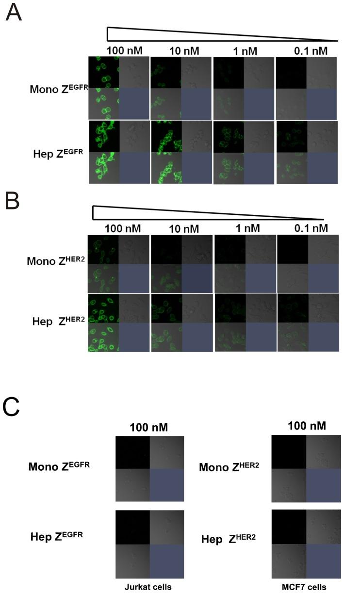 https://cdn.ncbi.nlm.nih.gov/pmc/blobs/0564/3415411/f182f773ac18/pone.0043077.g008.jpg