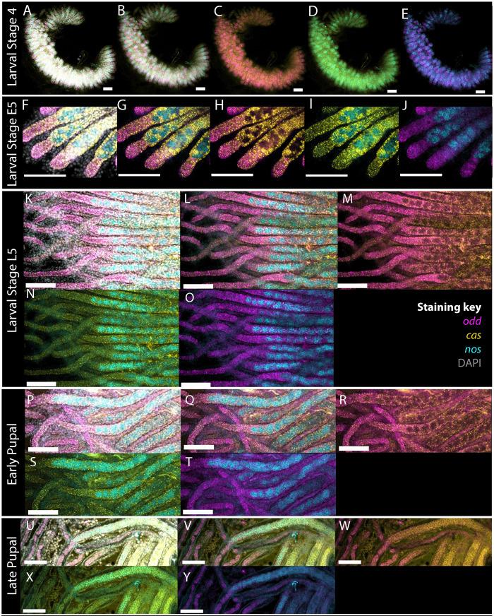 https://cdn.ncbi.nlm.nih.gov/pmc/blobs/0566/11413931/3e10d7985b7c/biolopen-13-060511-g4.jpg