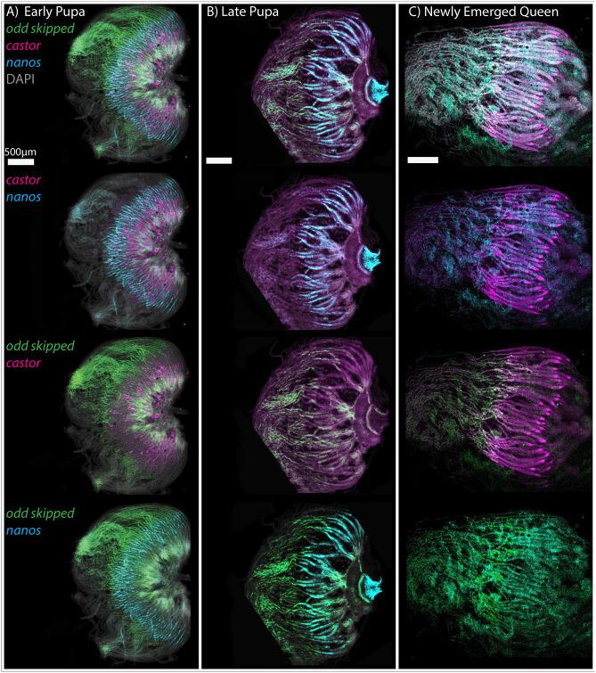 https://cdn.ncbi.nlm.nih.gov/pmc/blobs/0566/11413931/7c0f38c66988/biolopen-13-060511-g7.jpg