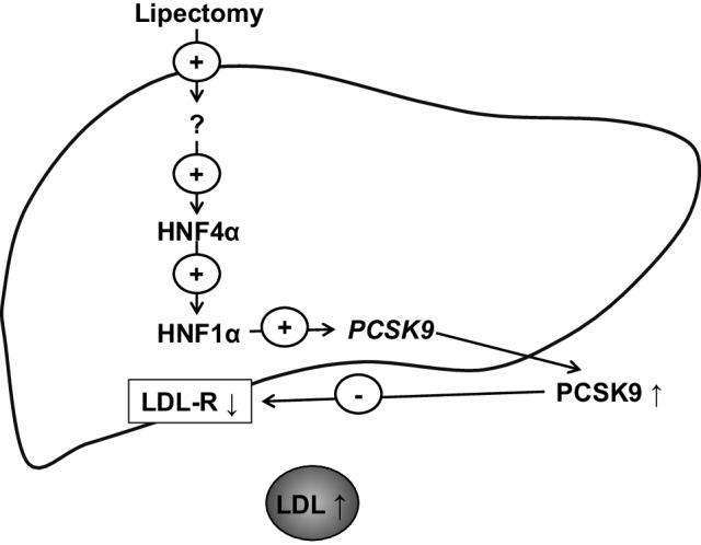 https://cdn.ncbi.nlm.nih.gov/pmc/blobs/056c/6445806/65129f25bcd9/11010_2018_3484_Fig7_HTML.jpg