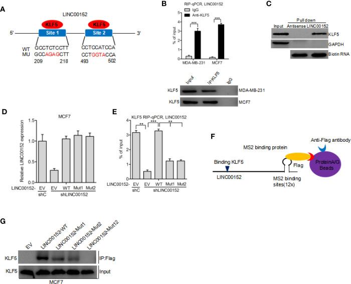 https://cdn.ncbi.nlm.nih.gov/pmc/blobs/056f/8032978/350b578a7e6b/fonc-11-619915-g003.jpg