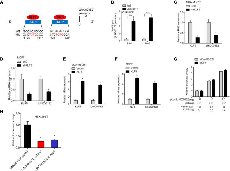https://cdn.ncbi.nlm.nih.gov/pmc/blobs/056f/8032978/9a3604f0f4fc/fonc-11-619915-g005.jpg