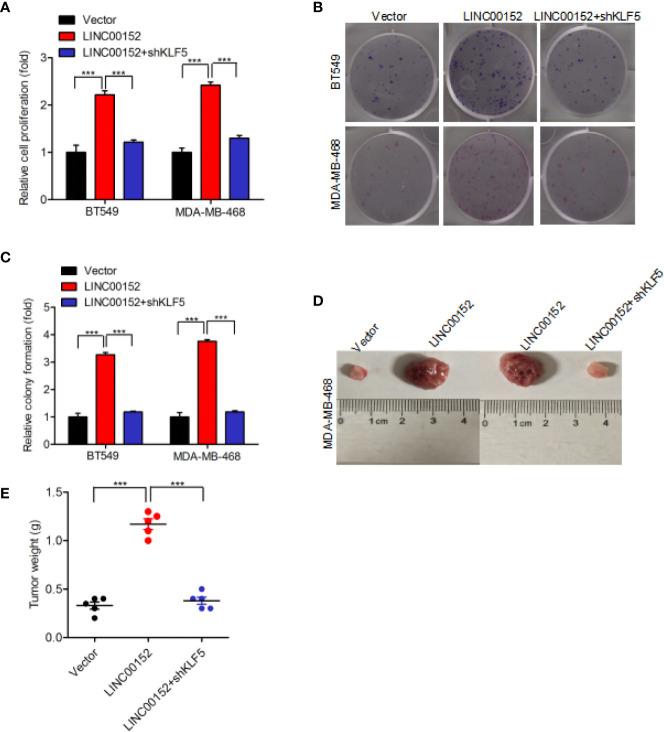https://cdn.ncbi.nlm.nih.gov/pmc/blobs/056f/8032978/cbb50b323872/fonc-11-619915-g006.jpg