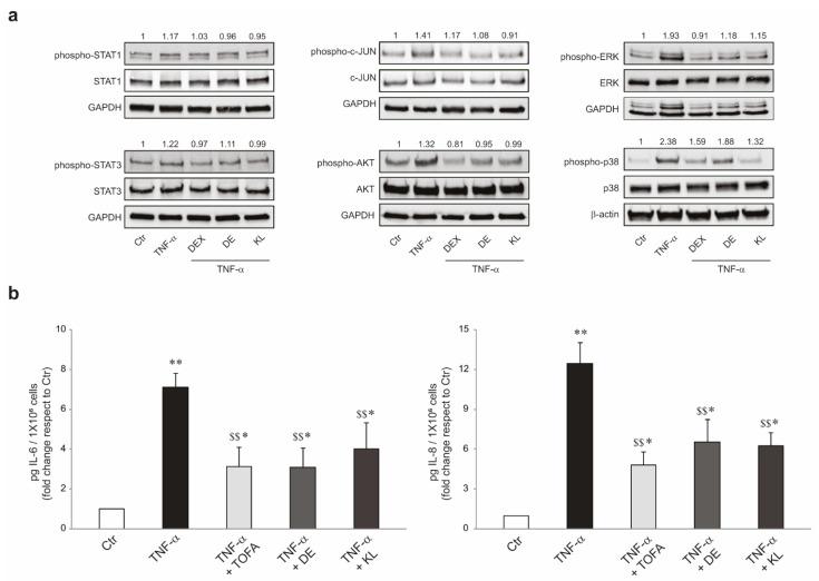 https://cdn.ncbi.nlm.nih.gov/pmc/blobs/0570/10778823/b93dc76f9ddb/ijms-25-00267-g004.jpg