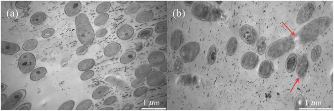 https://cdn.ncbi.nlm.nih.gov/pmc/blobs/0570/5547109/219889c85218/41598_2017_7989_Fig4_HTML.jpg
