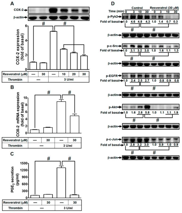 https://cdn.ncbi.nlm.nih.gov/pmc/blobs/0573/10606820/34b8217f80b5/ijms-24-15130-g007.jpg