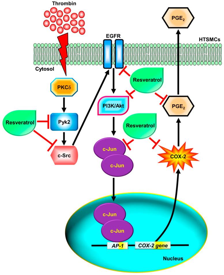 https://cdn.ncbi.nlm.nih.gov/pmc/blobs/0573/10606820/3e0fc507ae44/ijms-24-15130-g008.jpg