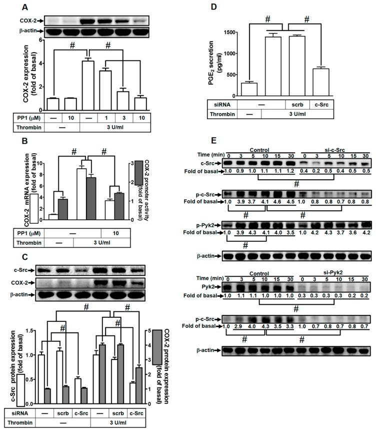https://cdn.ncbi.nlm.nih.gov/pmc/blobs/0573/10606820/8a9f72e065b7/ijms-24-15130-g003.jpg