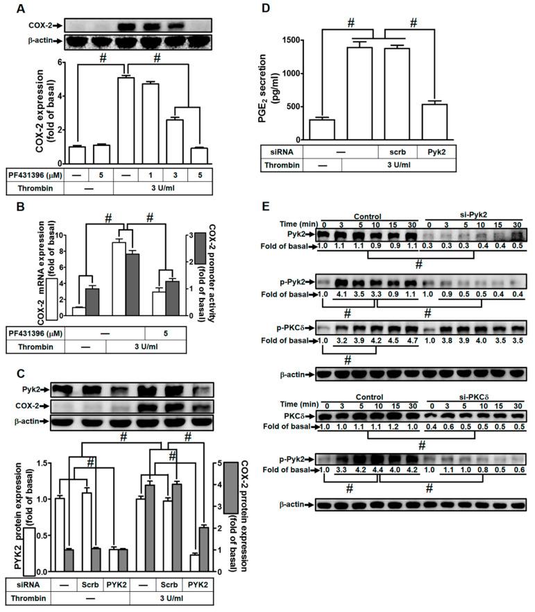 https://cdn.ncbi.nlm.nih.gov/pmc/blobs/0573/10606820/8ccb8ce24ffd/ijms-24-15130-g002.jpg