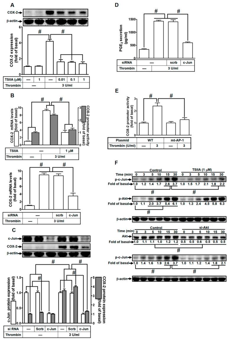 https://cdn.ncbi.nlm.nih.gov/pmc/blobs/0573/10606820/d0f8470d59dc/ijms-24-15130-g006.jpg