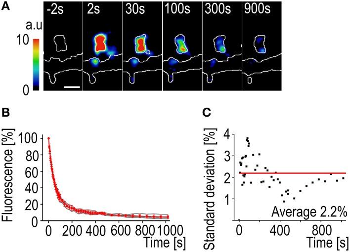 https://cdn.ncbi.nlm.nih.gov/pmc/blobs/0574/4122166/1a78dfd1877c/fnana-08-00074-g0004.jpg