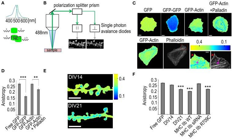 https://cdn.ncbi.nlm.nih.gov/pmc/blobs/0574/4122166/75af1d7056ea/fnana-08-00074-g0006.jpg